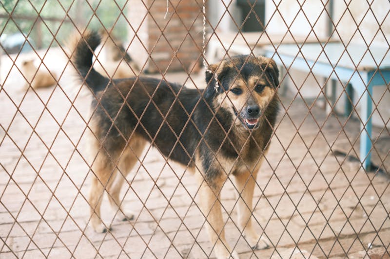 Dog behind fence — animal welfare research