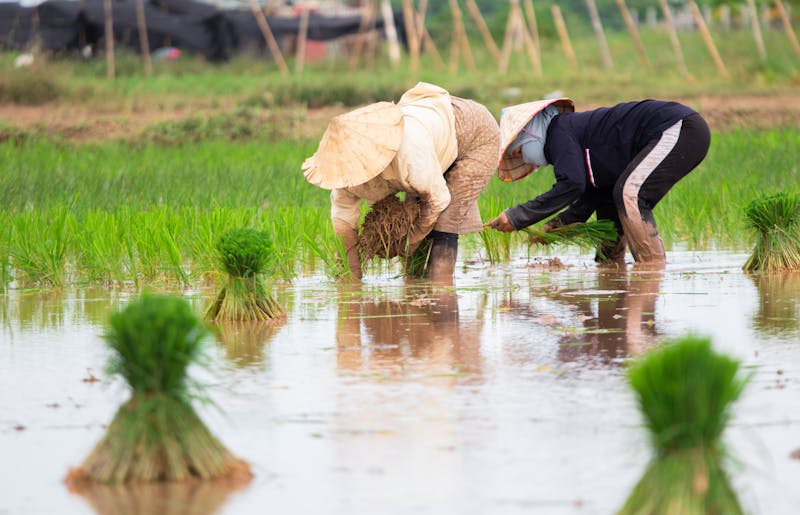 Farmers working in rice paddy